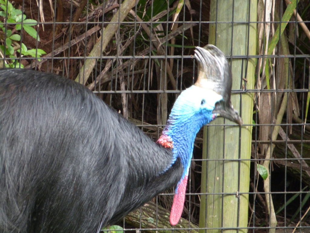 Southern Cassowary (Casuarius casuarius) Brevard Zoo by Lee