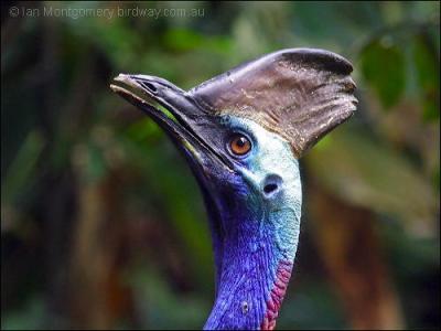 Southern Cassowary (Casuarius casuarius) by Ian