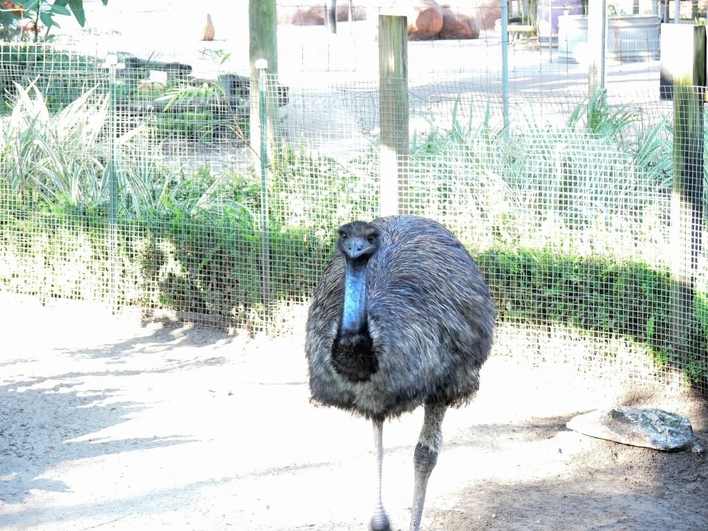 Emu 20101021 Lowry Pk Zoo