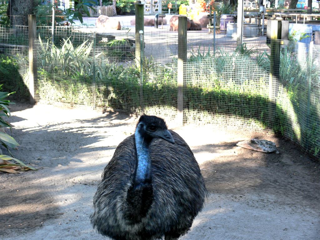 Emu 20101021 Lowry Pk Zoo