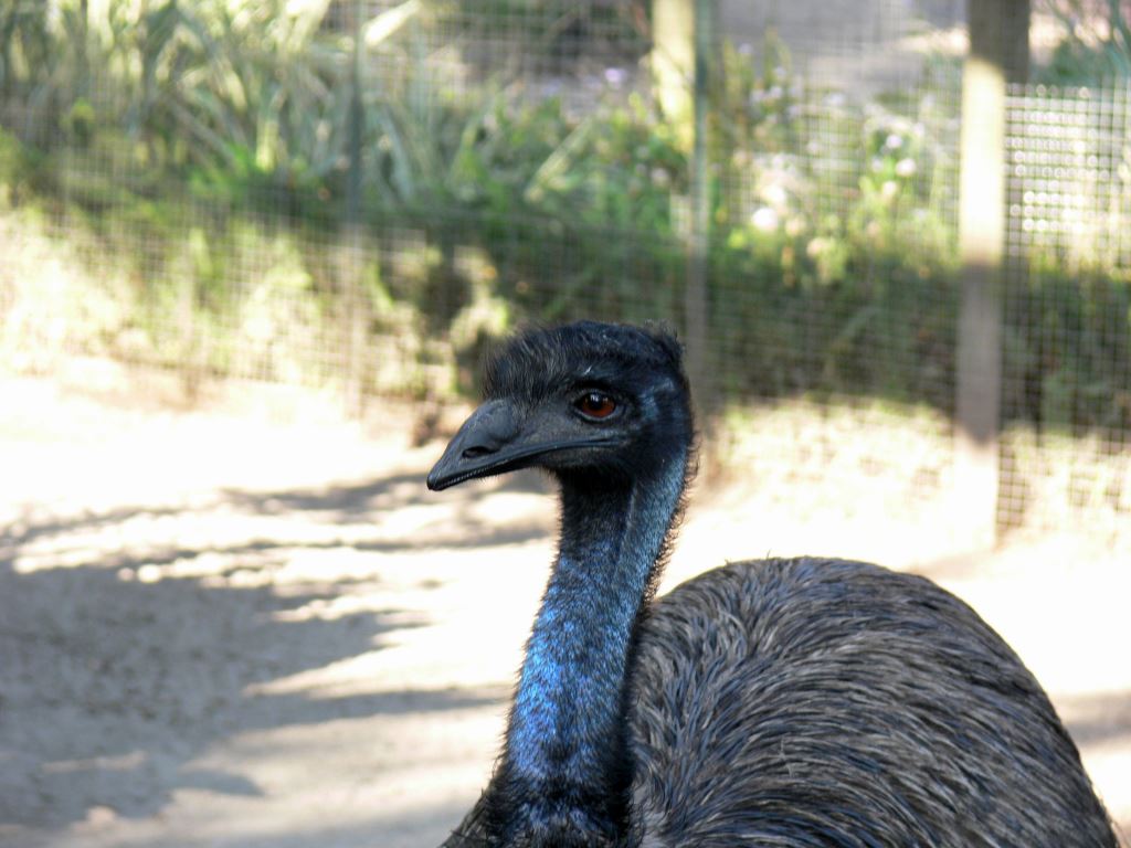 Emu 20101021 Lowry Pk Zoo