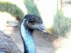 Emu 20101021 Lowry Pk Zoo