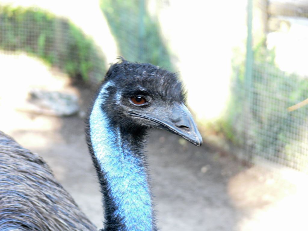 Emu 20101021 Lowry Pk Zoo