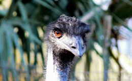 Sunday Inspiration – Ostrich, Rhea, Cassowary, Emu &&nbsp;Kiwi