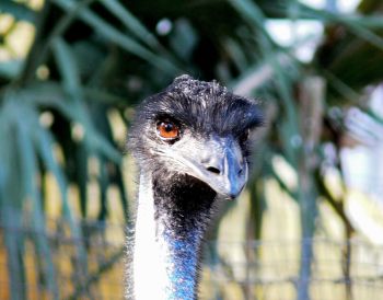 Emu Lowry Pk Zoo by Lee Emu Lowry Pk Zoo by Lee