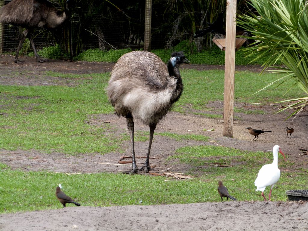 Emu (Dromaius novaehollandiae) Brevard Zoo by Lee