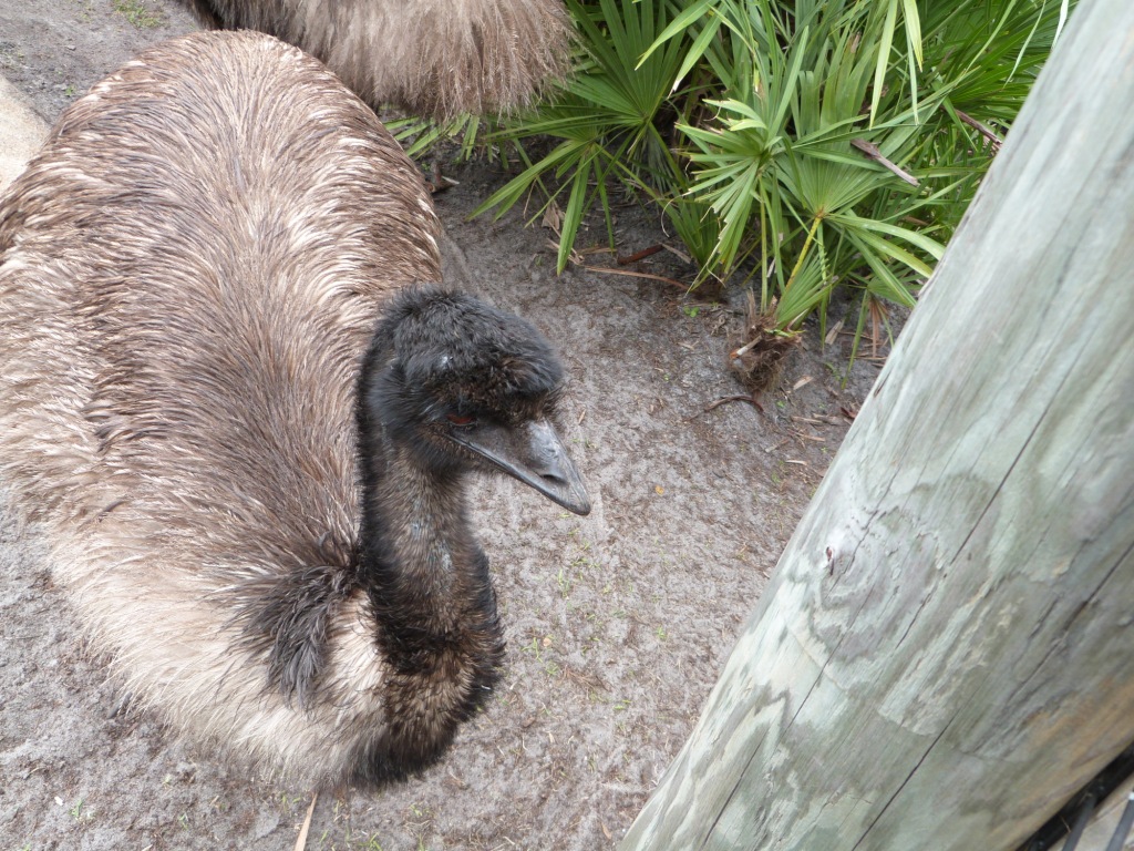 Emu (Dromaius novaehollandiae) Brevard Zoo by Lee