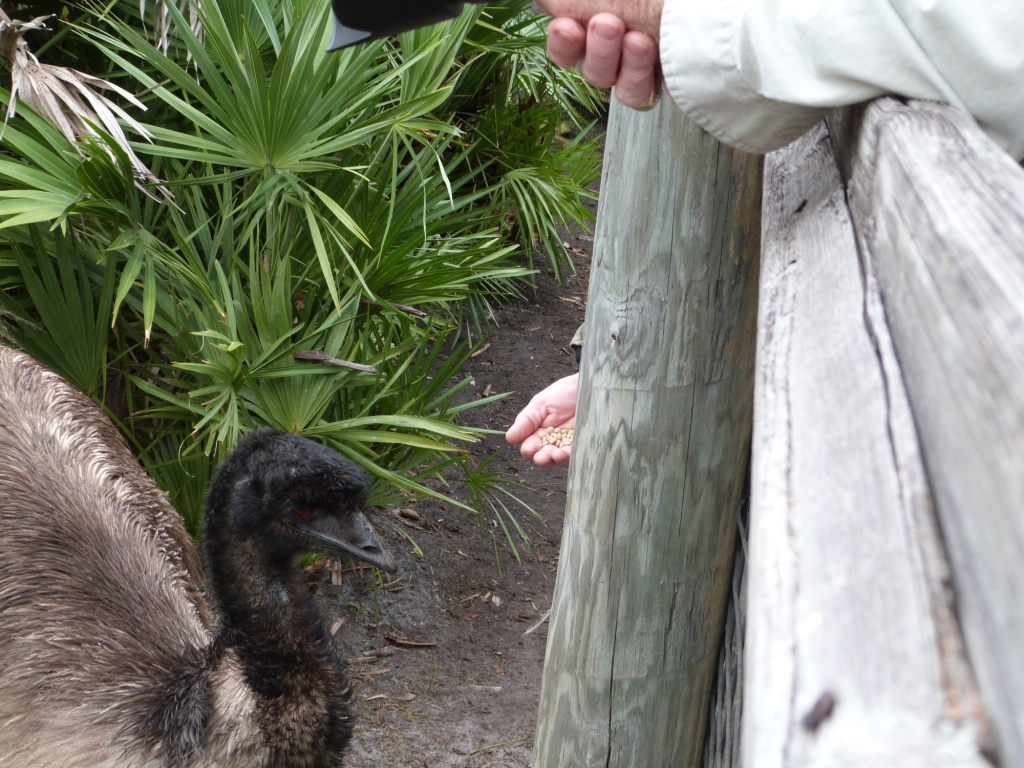 Emu (Dromaius novaehollandiae) Brevard Zoo by Lee