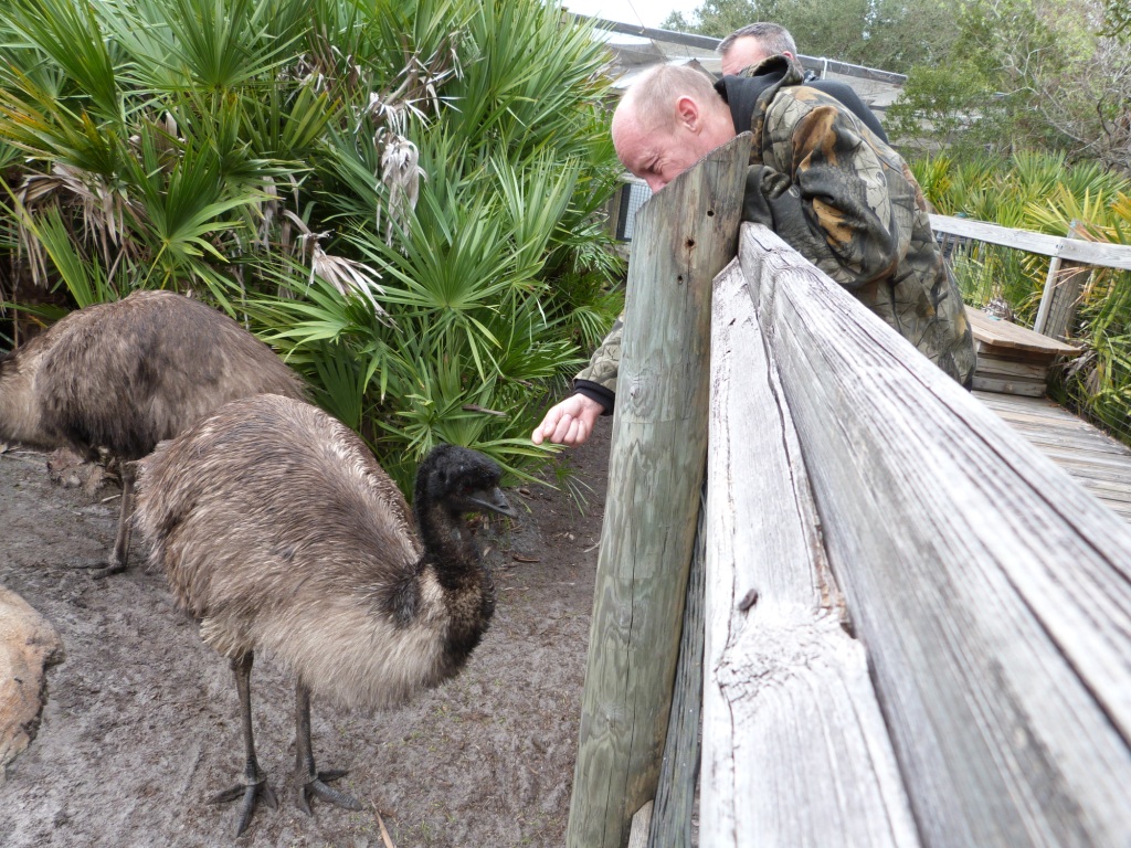 Emu (Dromaius novaehollandiae) Brevard Zoo by Lee