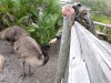 Emu (Dromaius novaehollandiae) Brevard Zoo by Lee
