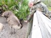 Emu (Dromaius novaehollandiae) Brevard Zoo by Lee