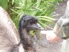 Emu (Dromaius novaehollandiae) Brevard Zoo by Lee