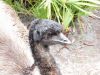 Emu (Dromaius novaehollandiae) Brevard Zoo by Lee