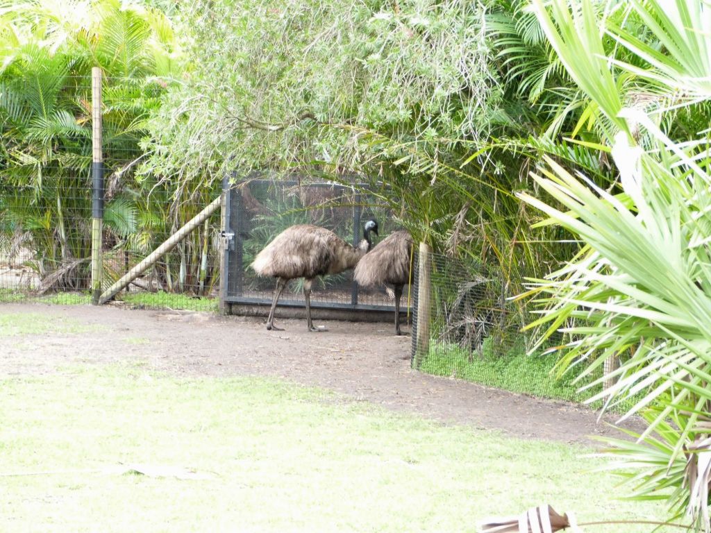 Emu (Dromaius novaehollandiae) Brevard Zoo by Lee