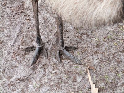 Emu (Dromaius novaehollandiae) Brevard Zoo by Lee