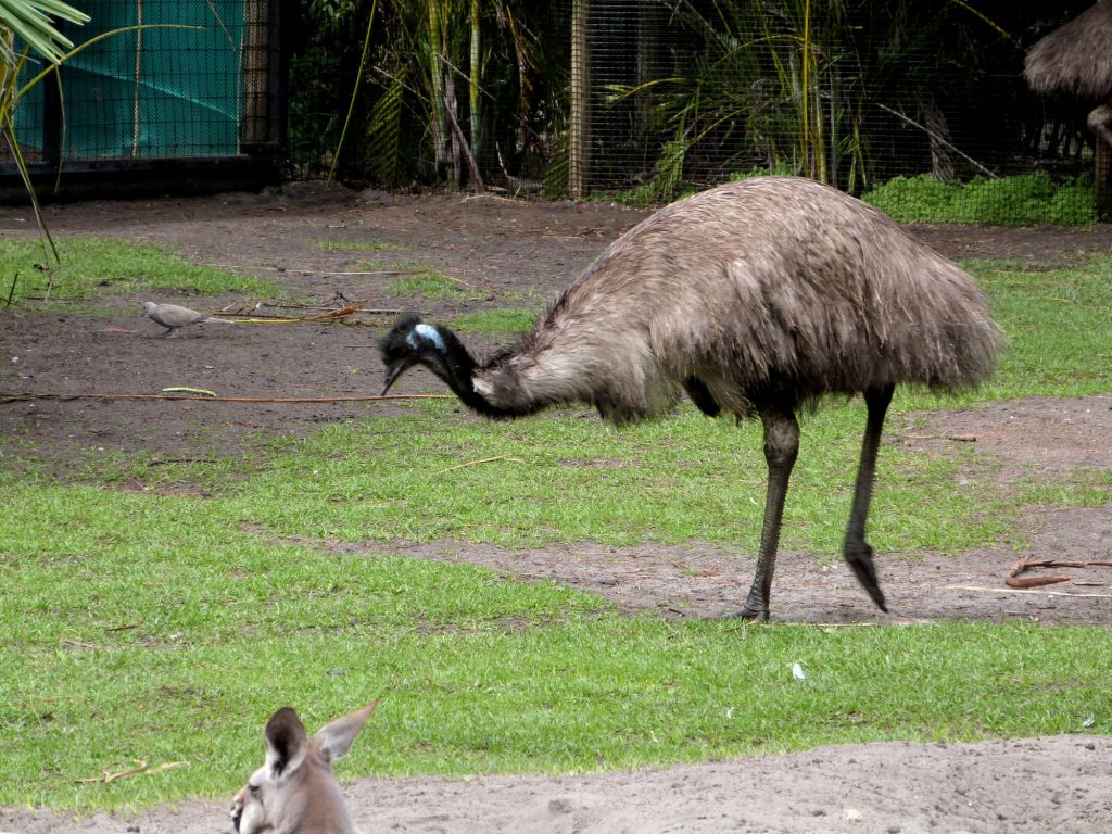 Emu (Dromaius novaehollandiae) Brevard Zoo by Lee