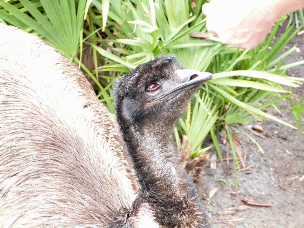 Emu (Dromaius novaehollandiae) Brevard Zoo by Lee
