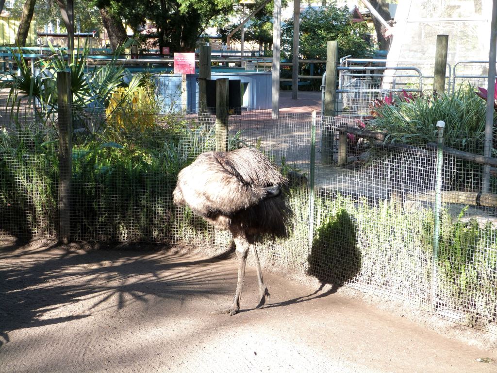 Emu (Dromaius novaehollandiae) 2010108 Lowry Pk Zoo