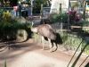 Emu (Dromaius novaehollandiae) 2010108 Lowry Pk Zoo