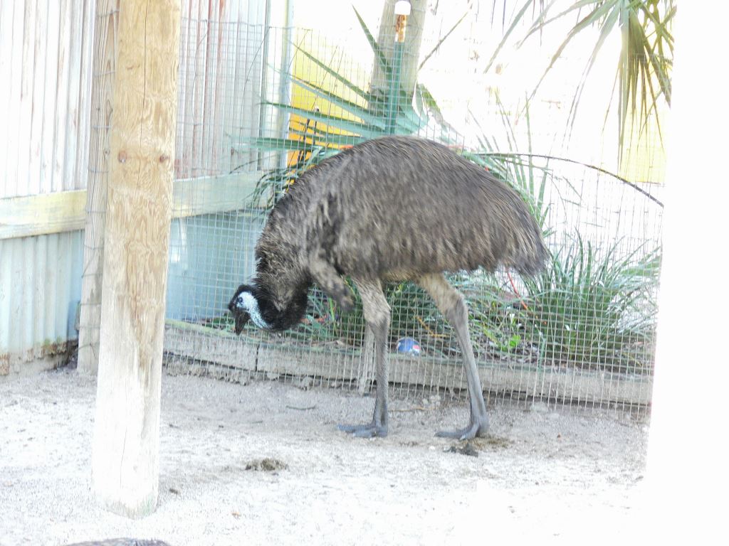 Emu (Dromaius novaehollandiae) 20111006 Lowry Pk Zoo