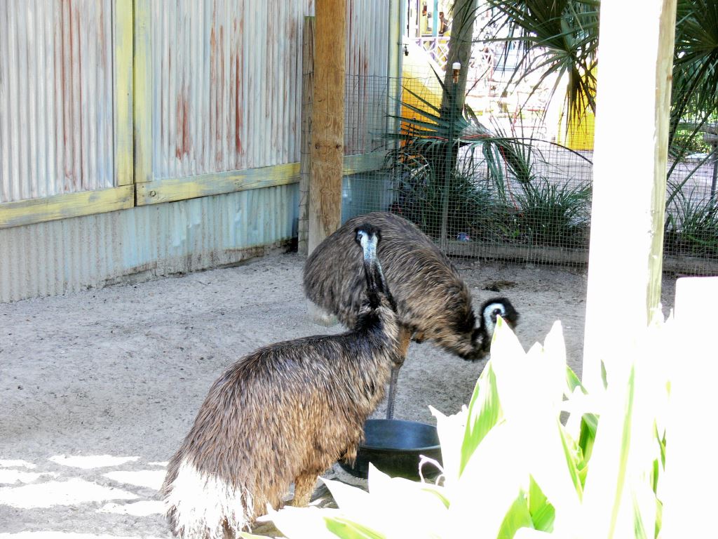 Emu (Dromaius novaehollandiae) 20111006 Lowry Pk Zoo