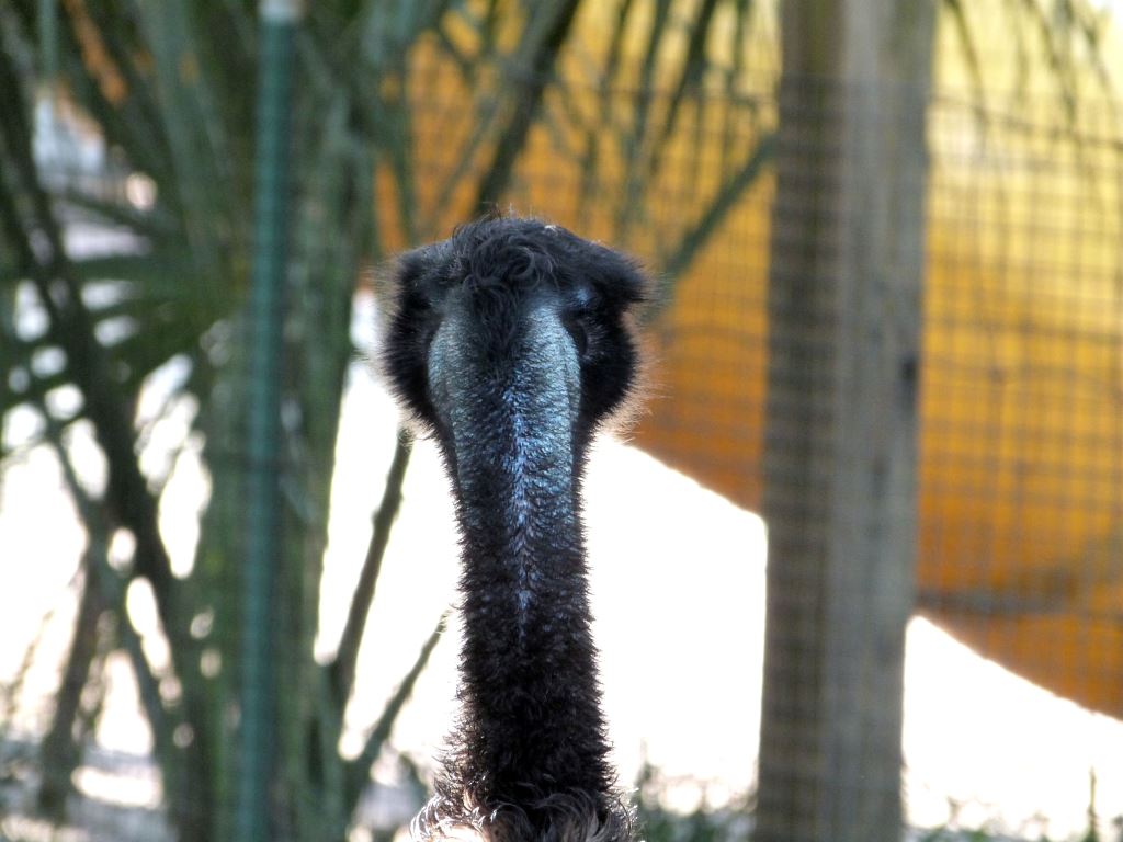 Emu (Dromaius novaehollandiae) 20121015 Lowry Pk Zoo