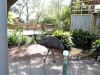 Emu (Dromaius novaehollandiae) 20121015 Lowry Pk Zoo