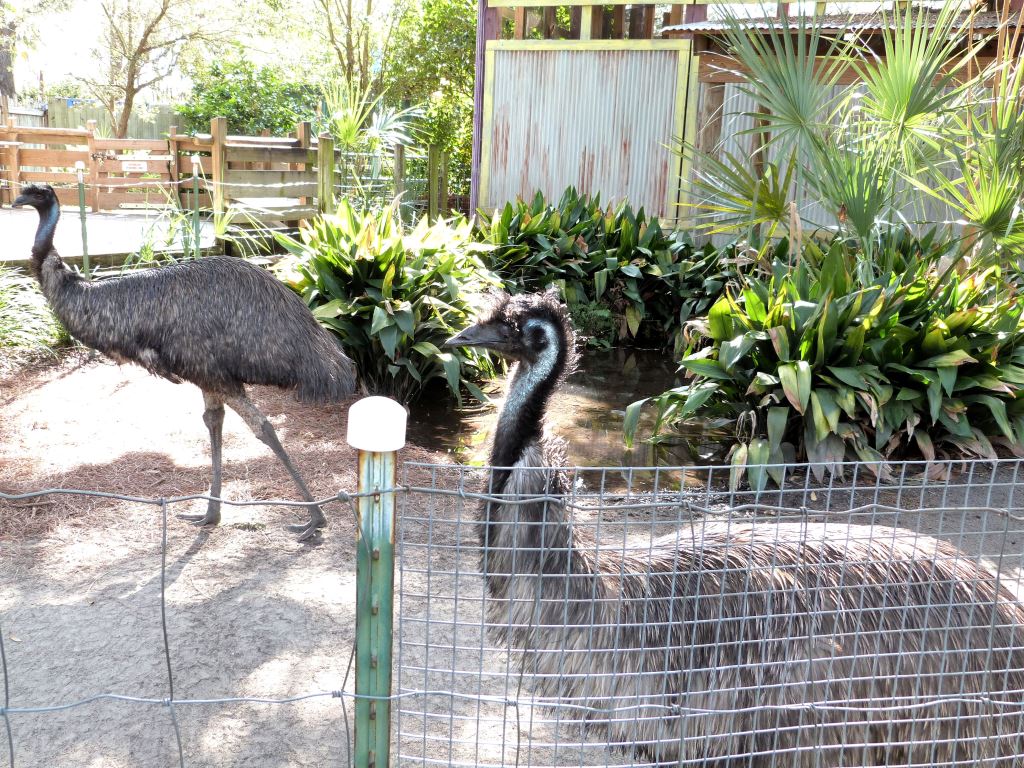 Emu (Dromaius novaehollandiae) 20121015 Lowry Pk Zoo