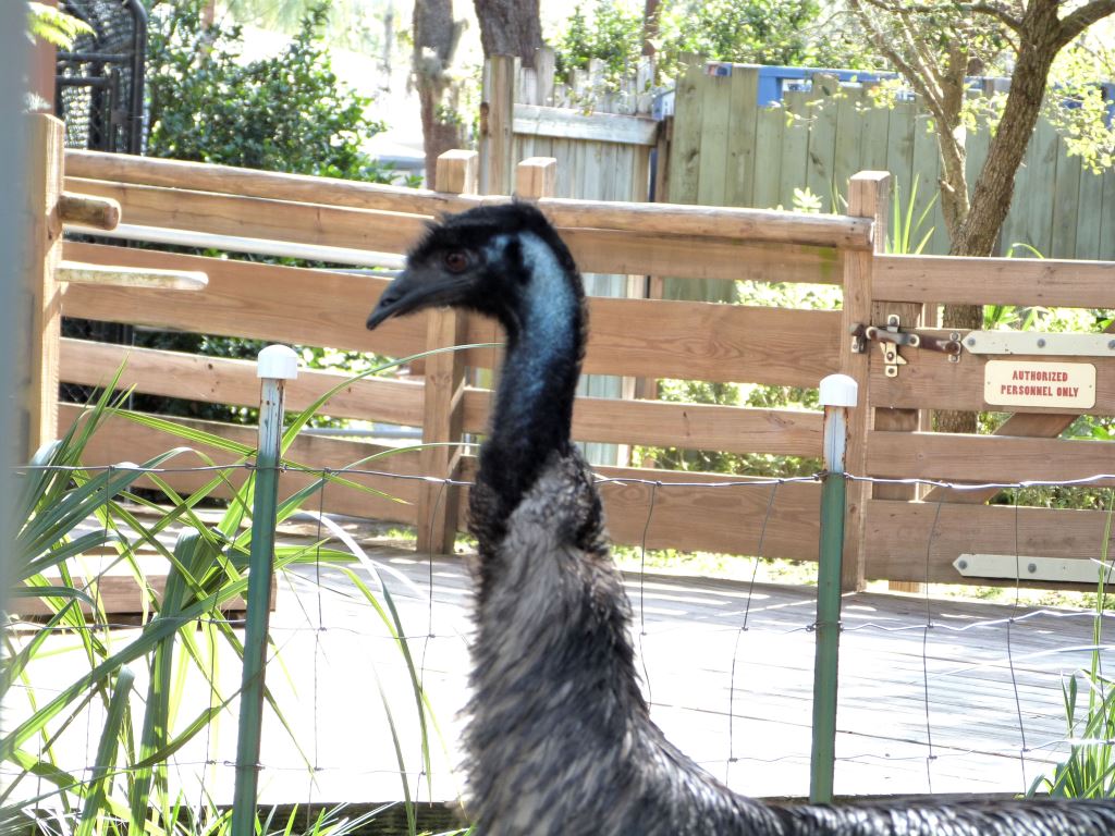 Emu (Dromaius novaehollandiae) 20121015 Lowry Pk Zoo