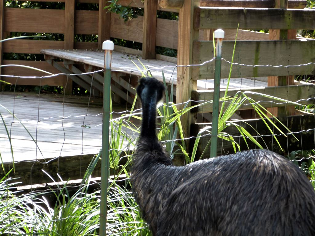 Emu (Dromaius novaehollandiae) 20121015 Lowry Pk Zo