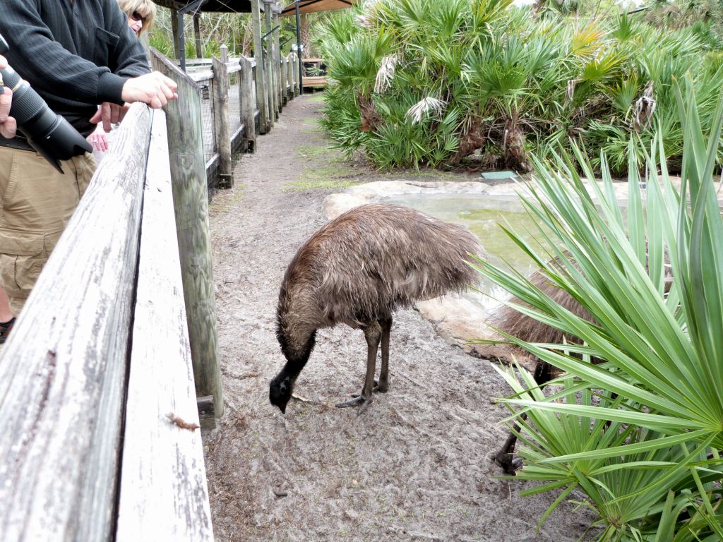 Emu (Dromaius novaehollandiae) Brevard Zoo by Lee