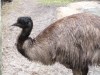 Emu (Dromaius novaehollandiae) Brevard Zoo by Lee