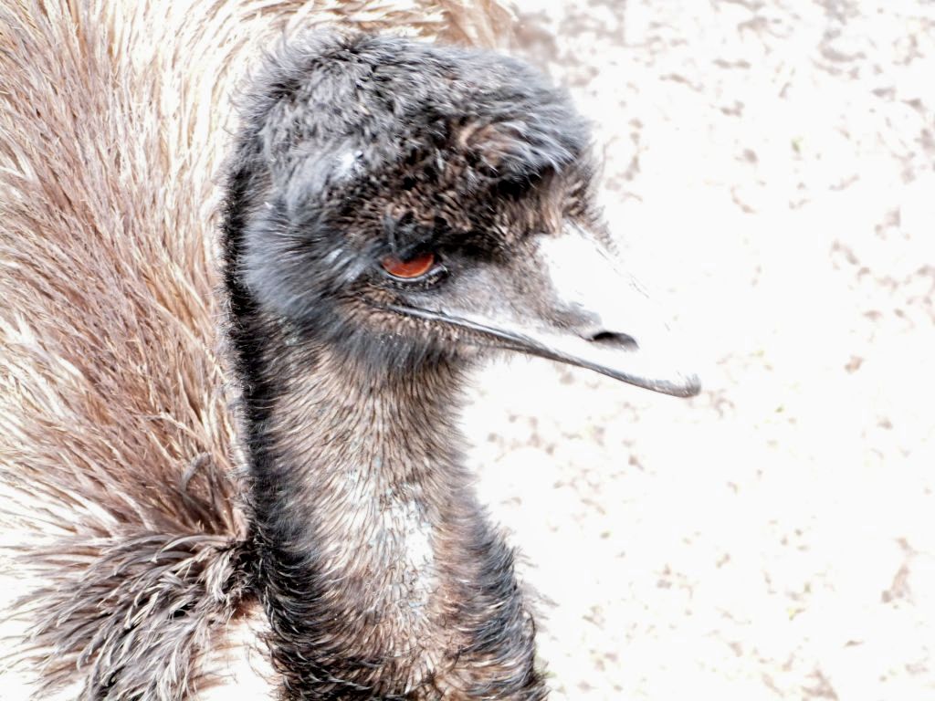Emu (Dromaius novaehollandiae) Brevard Zoo by Lee