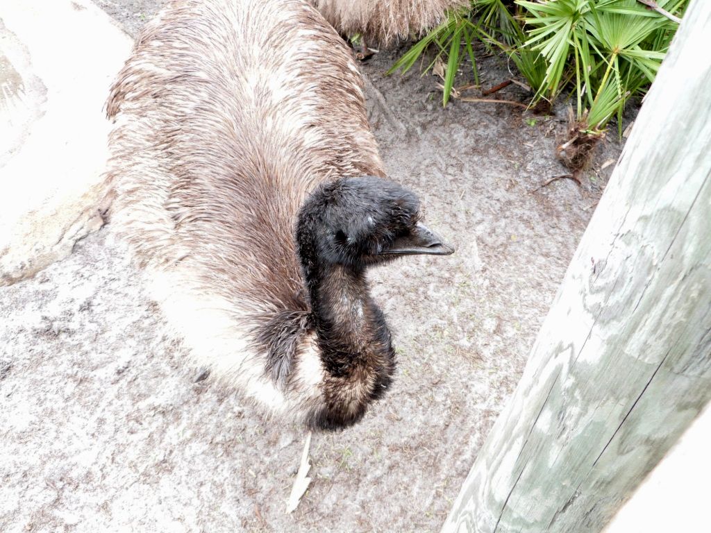 Emu (Dromaius novaehollandiae) Brevard Zoo by Lee