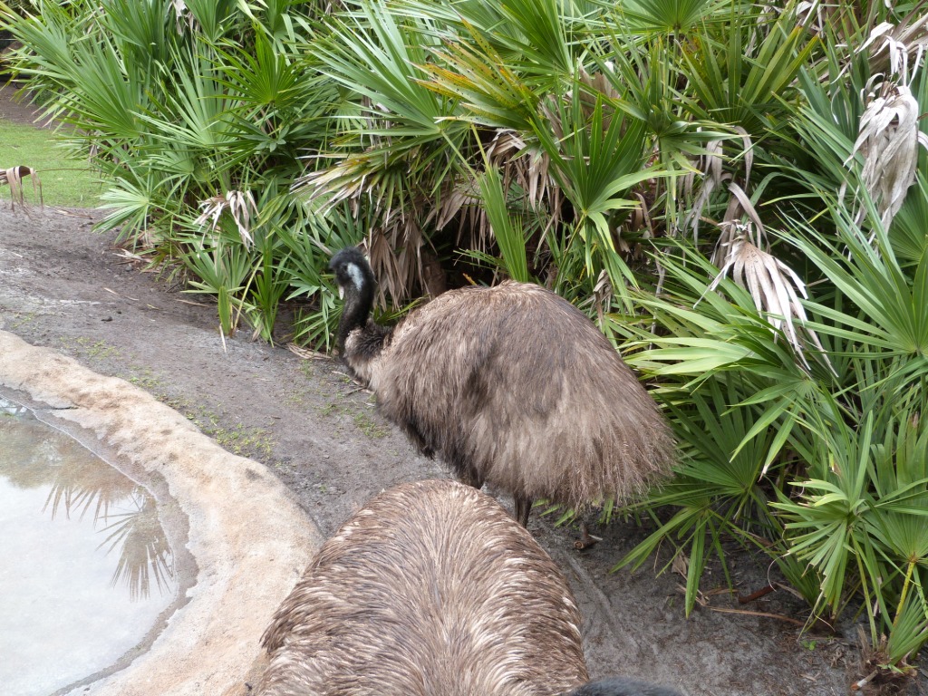 Emu (Dromaius novaehollandiae) Brevard Zoo by Lee