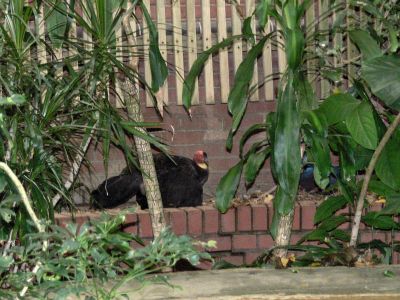 Australian Brushturkey (Alectura lathami) at NA by Lee