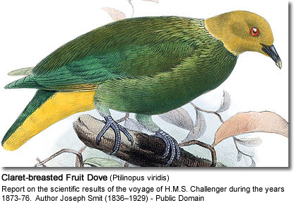 Claret-breasted Fruit Dove (Ptilinopus viridis) ©PD