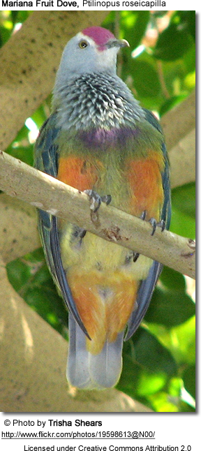 Mariana Fruit Dove (Ptilinopus roseicapilla) ©©