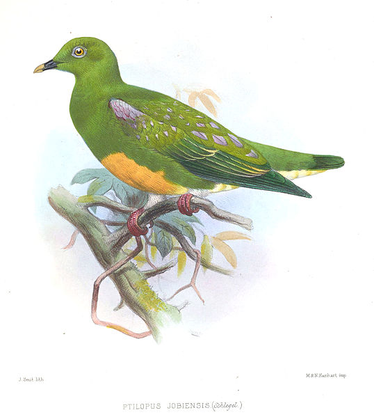 Orange-bellied Fruit Dove (Ptilinopus iozonus) ©Drawing WikiC