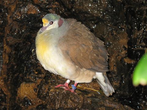 Sulawesi Ground Dove (Gallicolumba tristigmata) ©WikiC