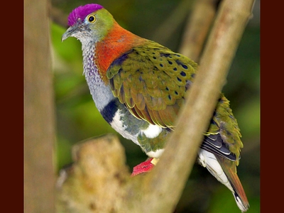 Superb Fruit Dove (Ptilinopus superbus) ©FreeWallpaper