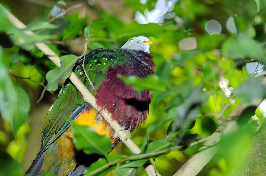 Wompoo Fruit Dove (Ptilinopus magnificus) by Dan at National Aviary