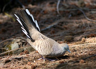 Zebra Dove (Geopelia striata) by Margaret Sloan