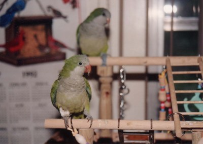 Monk Parakeet (Myiopsitta monachus) Hoppy & Bandi