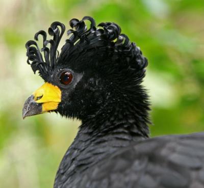 Bare-faced Curassow (Crax fasciolata) ©BirdPhotos