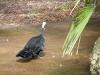 Blue-throated Piping Guan (Pipile cumanensis) at Brevard Zoo by Lee