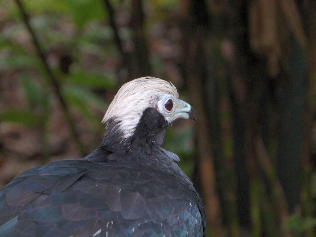 Blue-throated Piping Guan (Pipile cumanensis) at Brevard Zoo by Lee