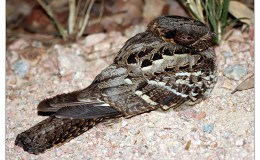 Ian’s Bird of the Moment – Night&nbsp;Birds