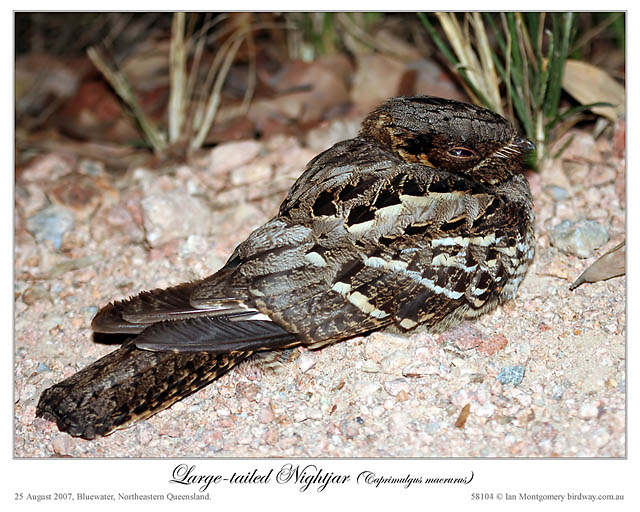 Large-tailed Nightjar (Caprimulgus macrurus) by Ian 3