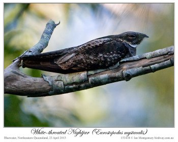 White-throated Nightjar - (Eurostopodus mystacalis) by Ian 1